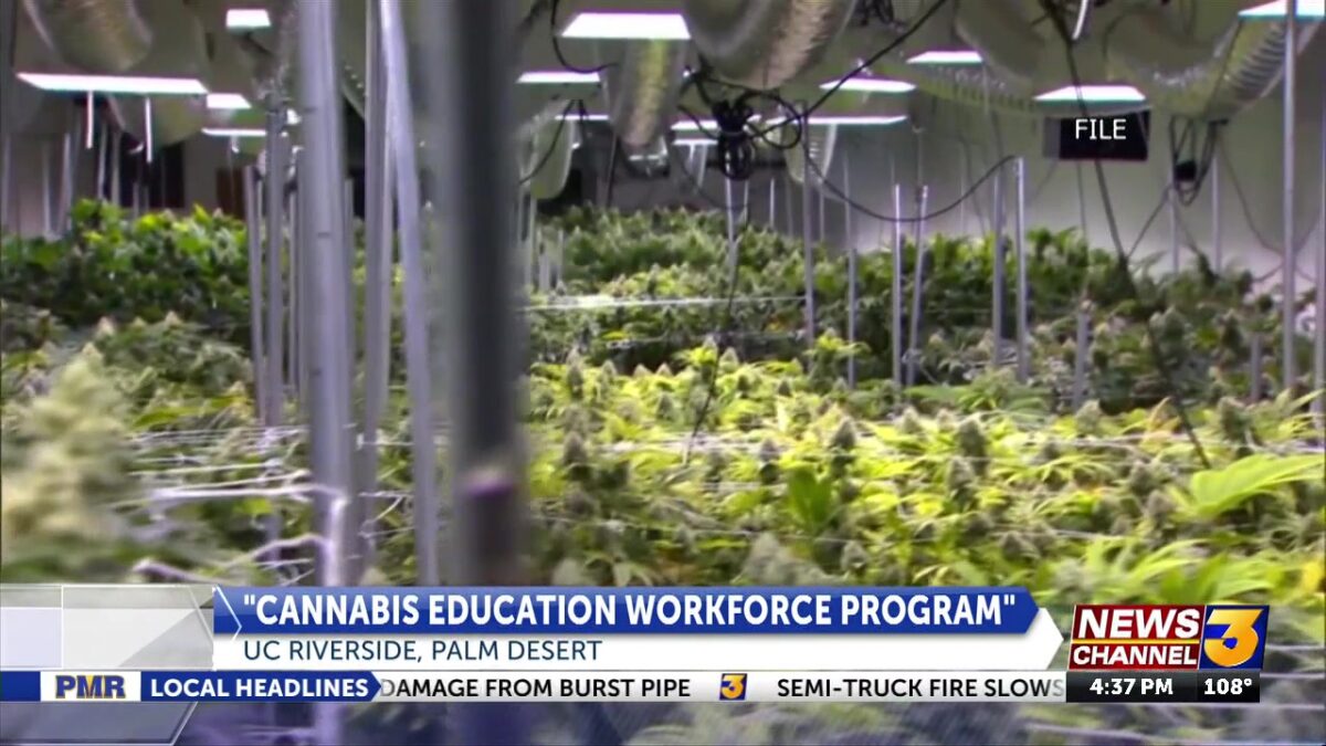 UCR Palm Desert offers flexible tuition payments for “Cannabis Education Workforce Program”