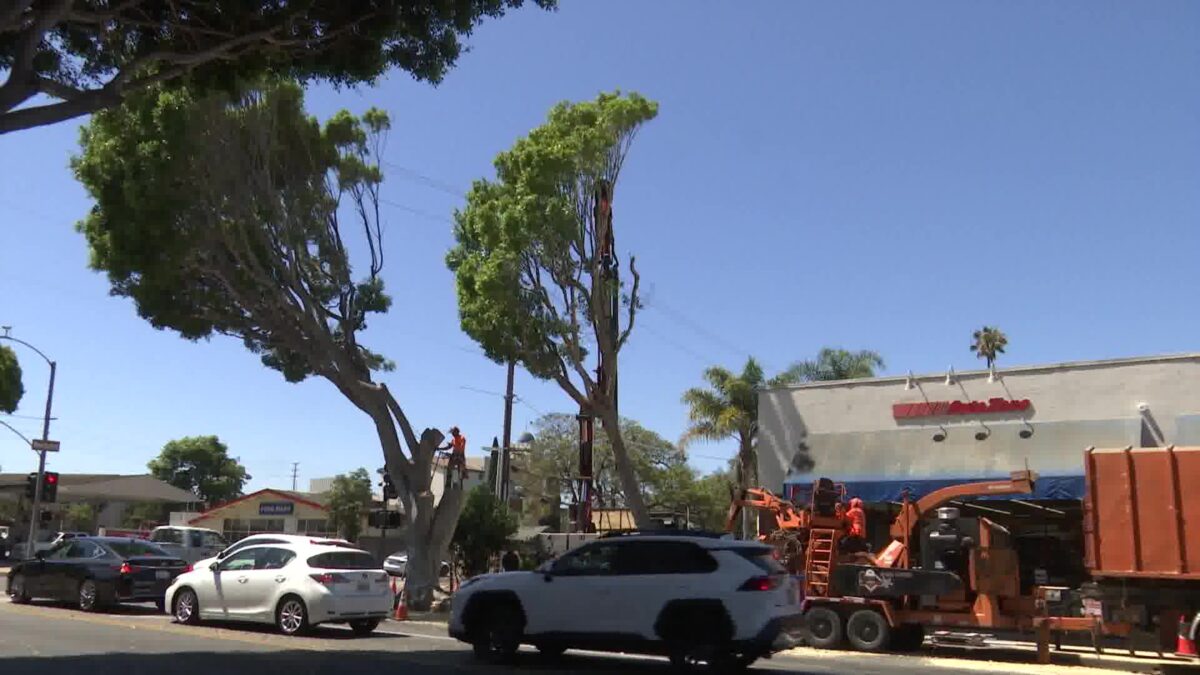 Thirteen Trees to be Removed on Milpas Street