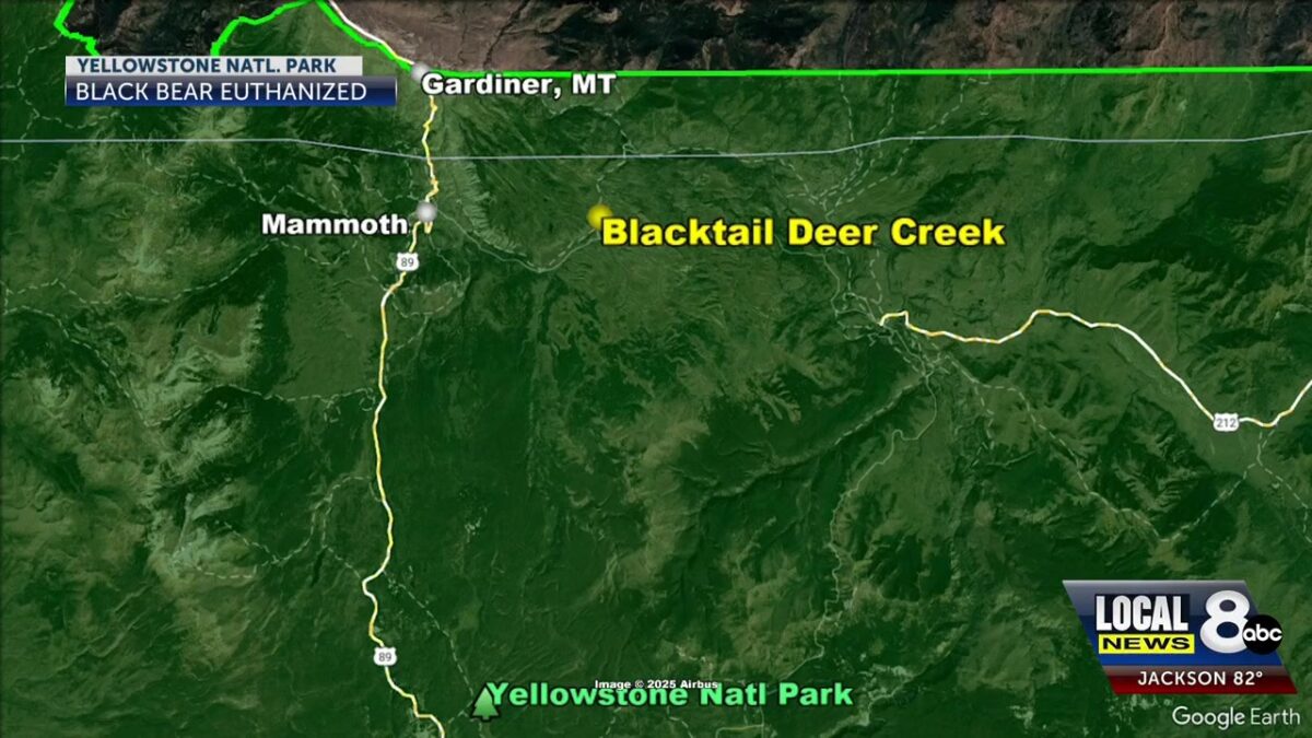 Yellowstone Black Bear euthanized after repeatedly targeting campers’ food