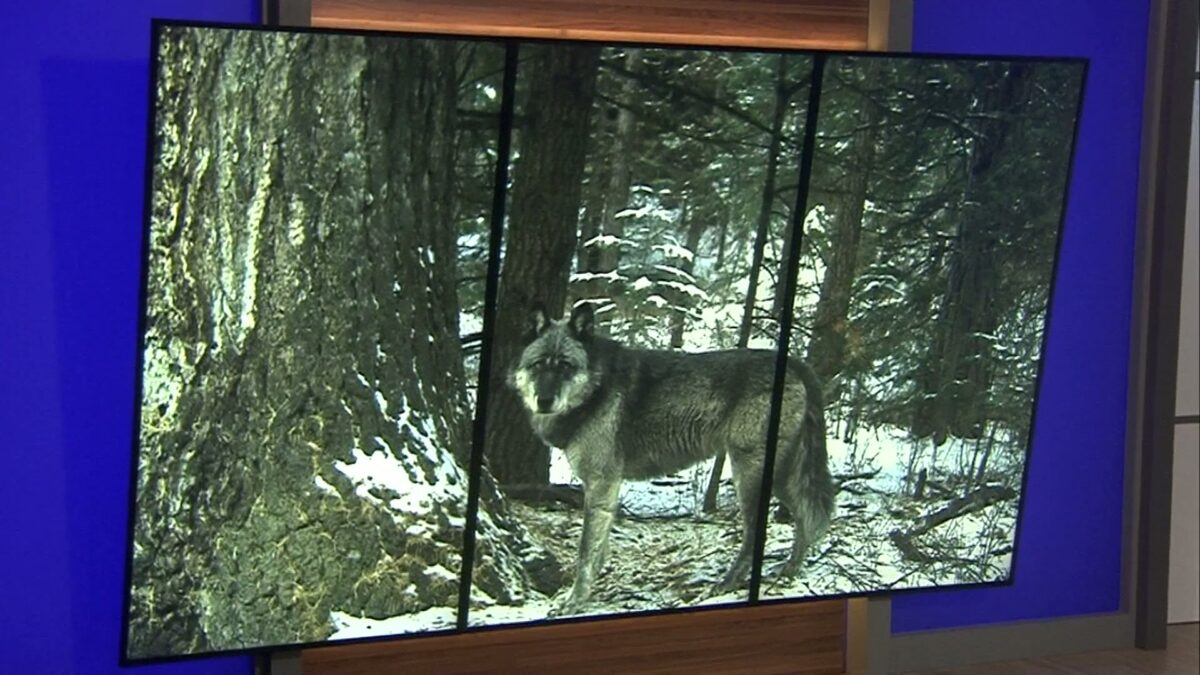 Two Republican senators attempt to kill bipartisan proposal to raise lodging tax for wildlife
