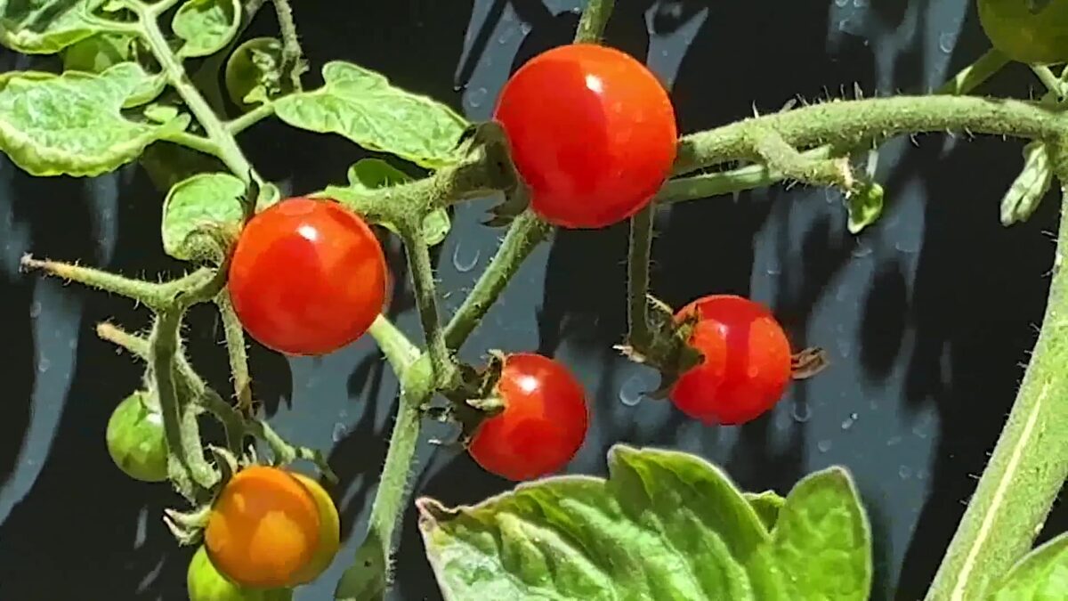 Santa Barbara County projects Major Food Cuts to SNAP and USDA Support due to “Big Beautiful Bill”