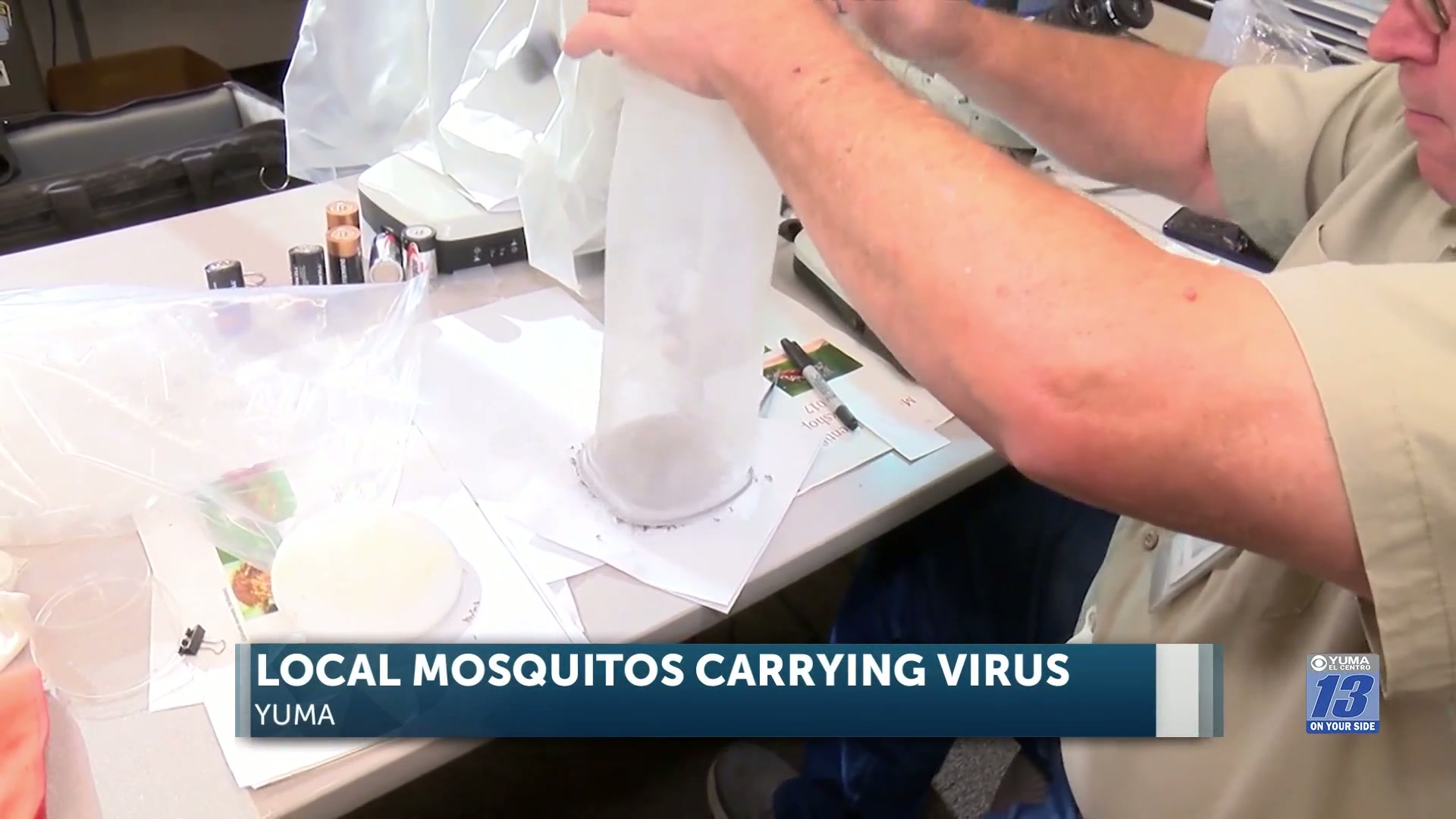 Local mosquitos carrying St. Louis Encephalitis Virus