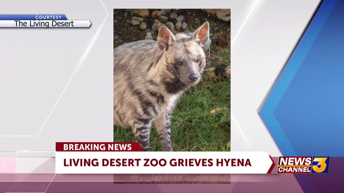 Living Desert’s striped hyena
