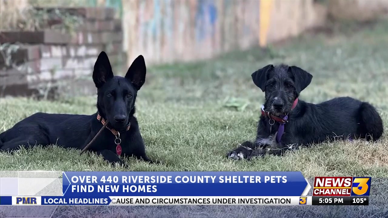 Over 440 Riverside County shelter pets find new homes in weekend of action