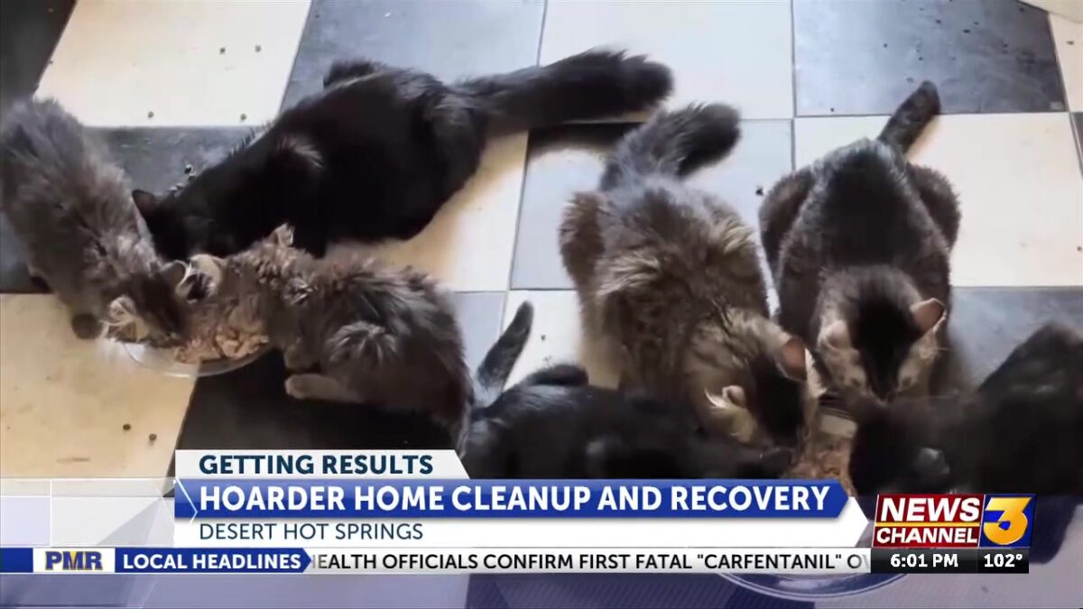 Local animal rescues step in to clear DHS hoarder home of 50+ abandoned animals