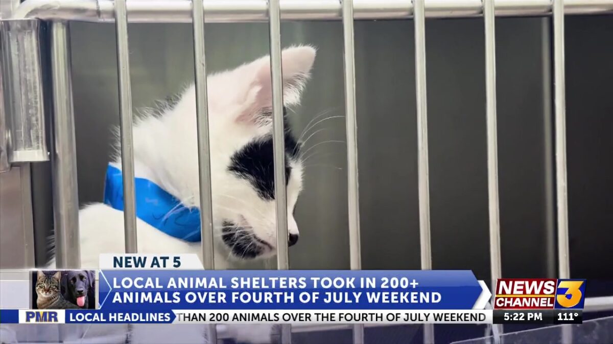 Coachella Valley and Riverside County animal shelters took in more than 200 runaway or stray animals over the Fourth of July weekend