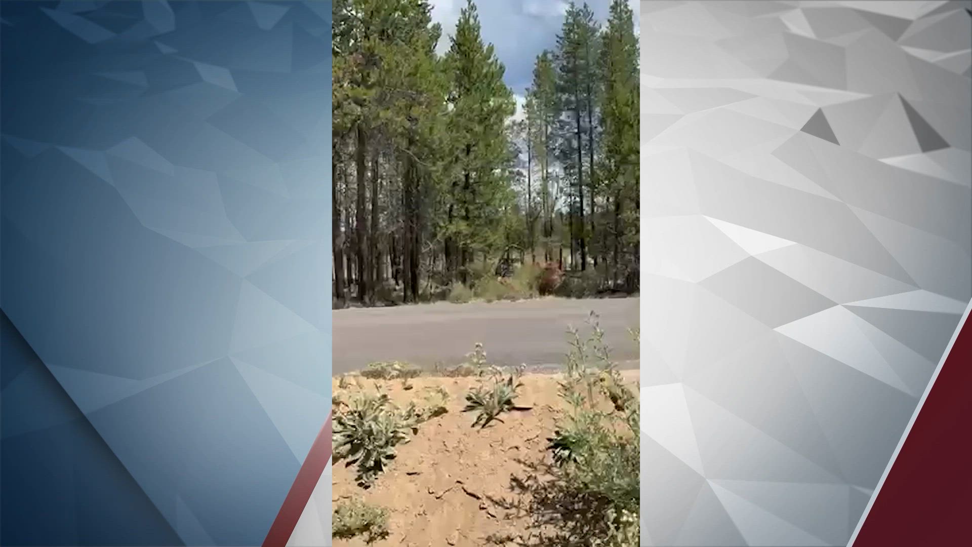 Black bear spotted on the move along Huntington Road