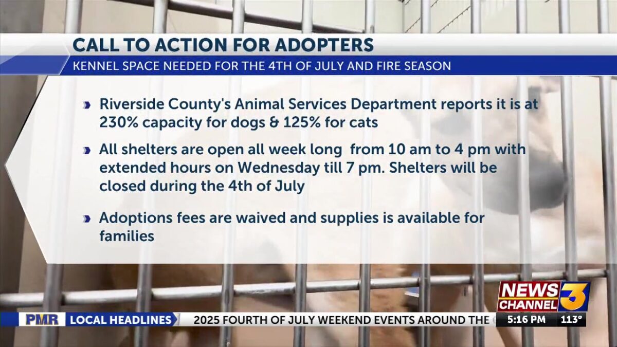 Cat population at Riverside County shelters passes capacity for the first time this year
