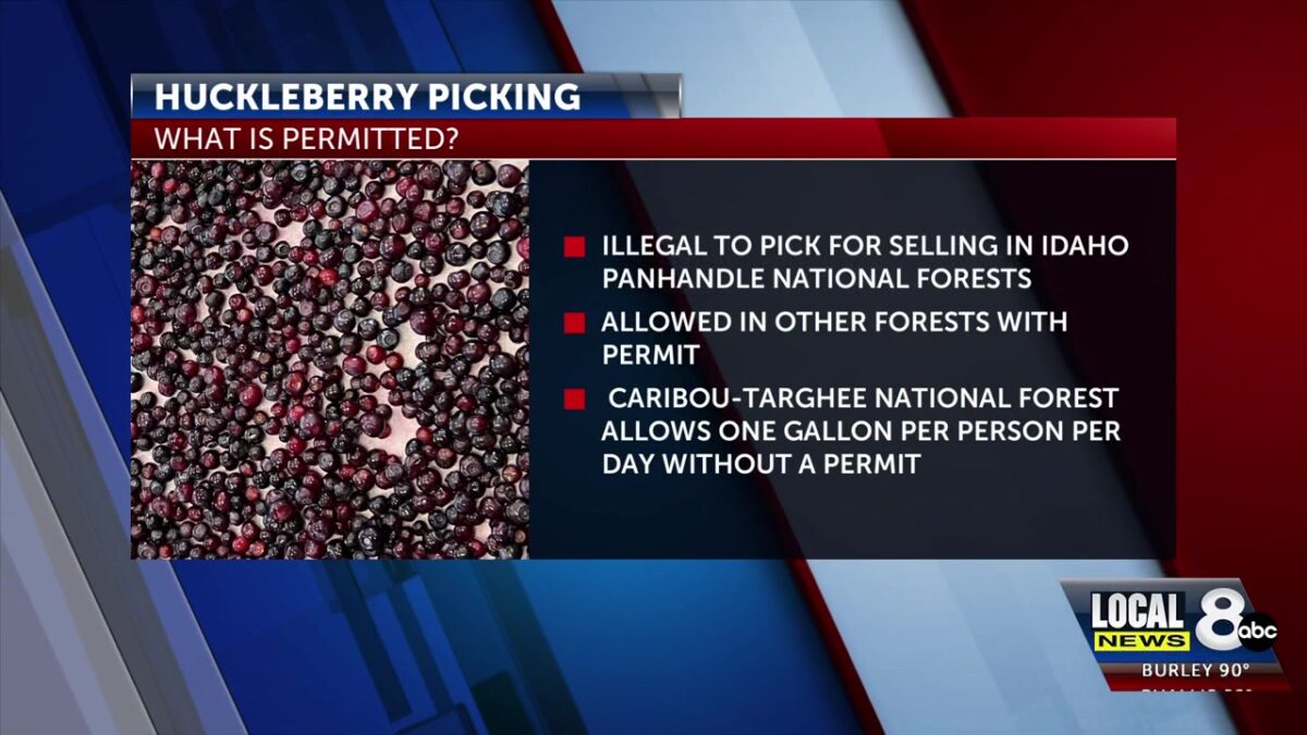 North Idaho Authorities seize over 100 Gallons of Huckleberries in commercial picking crackdown