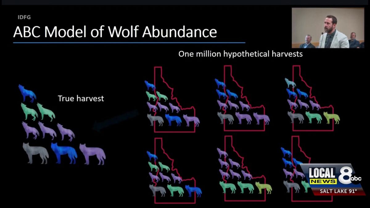 Idaho Fish and Game finds new ways to estimate wolf population