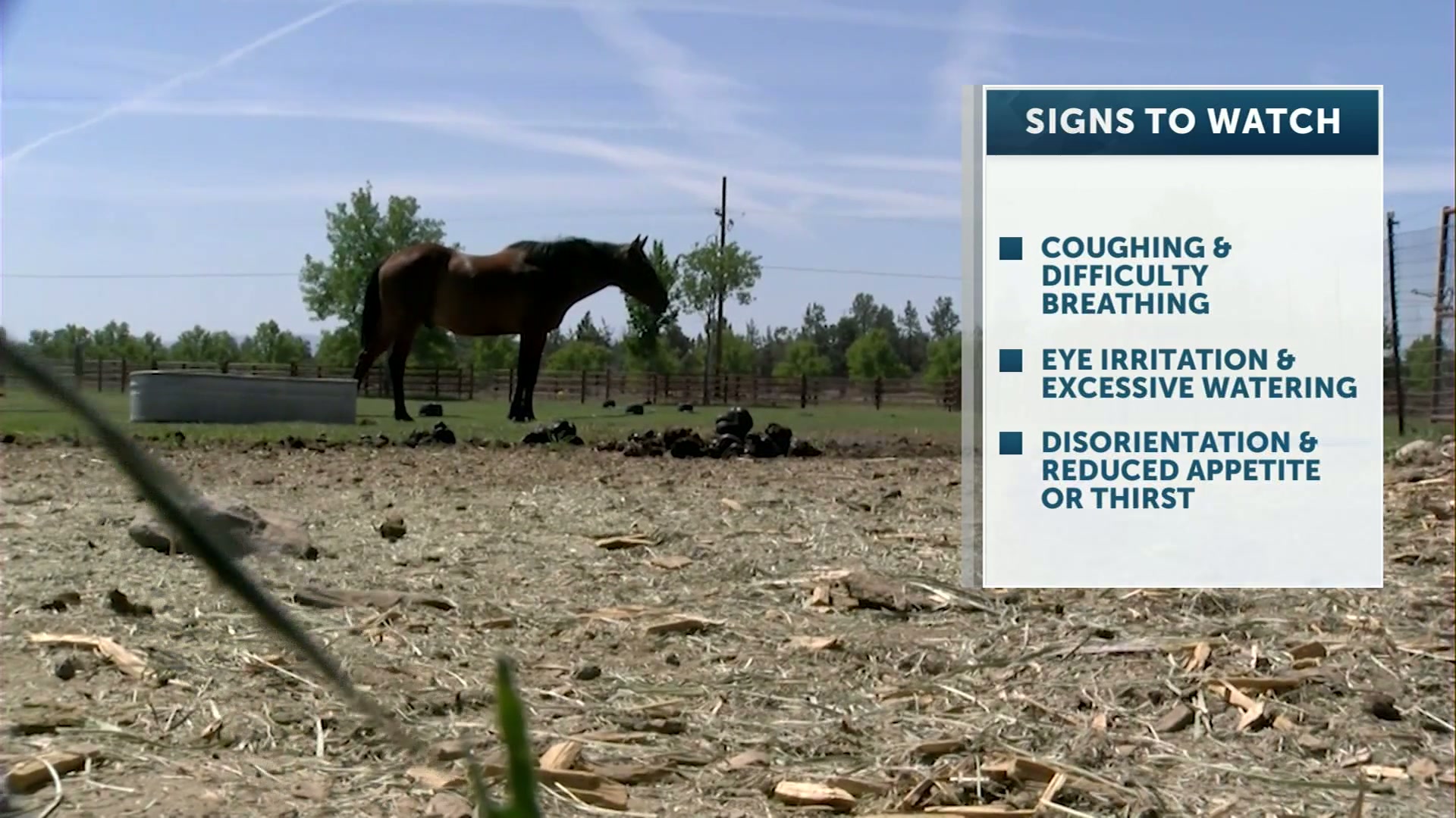 Pets and smoke: How to keep your furry friend safe with poor air quality