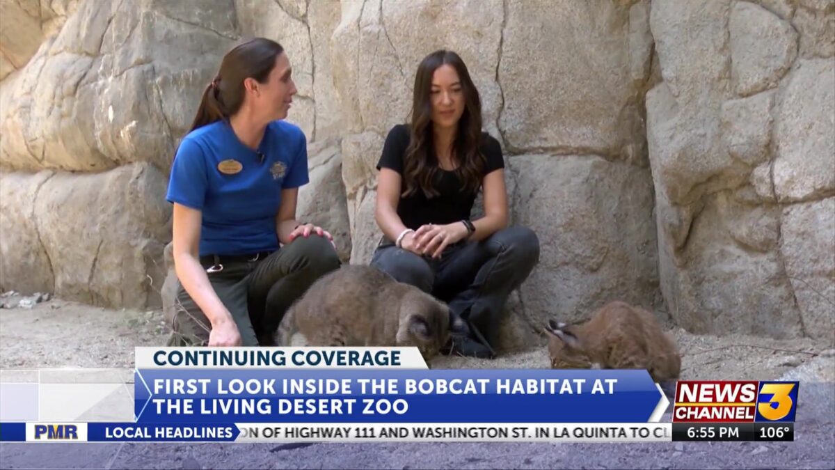 First look inside the Living Desert Zoo and Gardens new bobcat kitten’s habitat