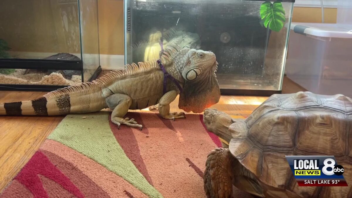 Local reptile rescue hosting interactive event in Pocatello Saturday
