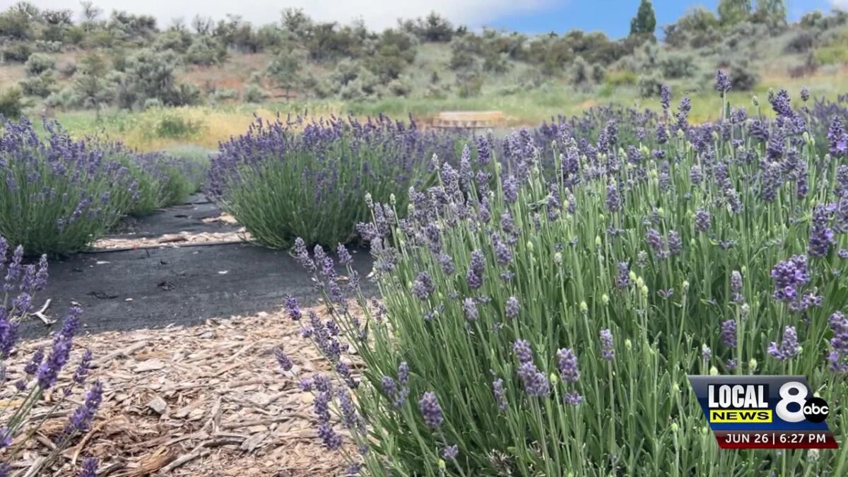 Popular Lavender Festival returns to Inkom June 27