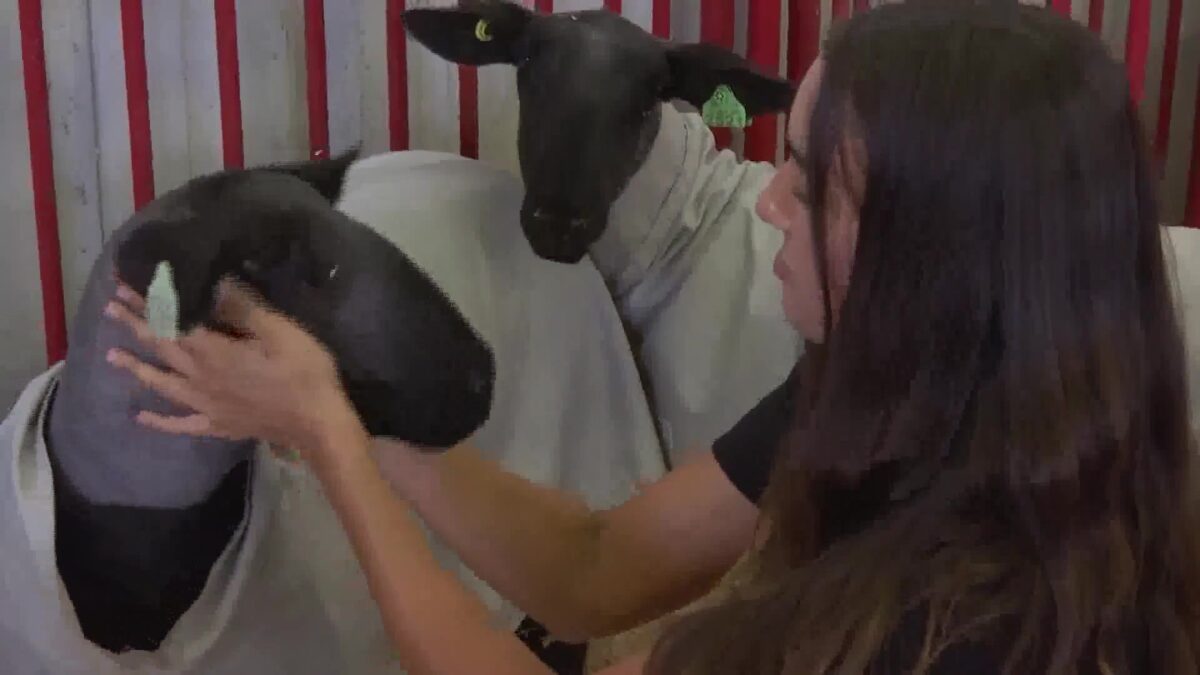 Local agriculture students kick off Junior Livestock Show before official start of Santa Barbara County Fair
