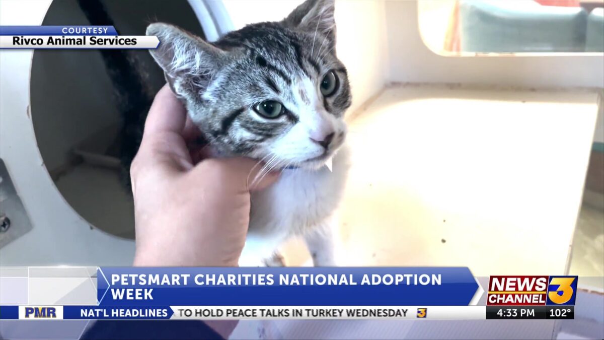 County partners with PetSmart Charities for National Adoption Week events