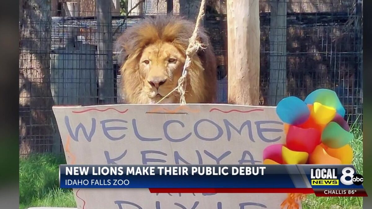 New lions roar into Idaho Falls Zoo