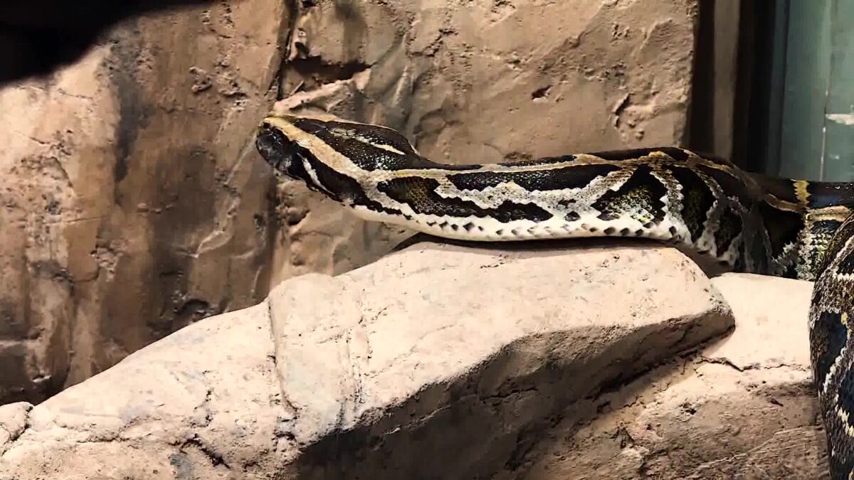 Santa Barbara Zoo to Open New Tropical Wonders Exhibit Featuring 12-foot Burmese Python