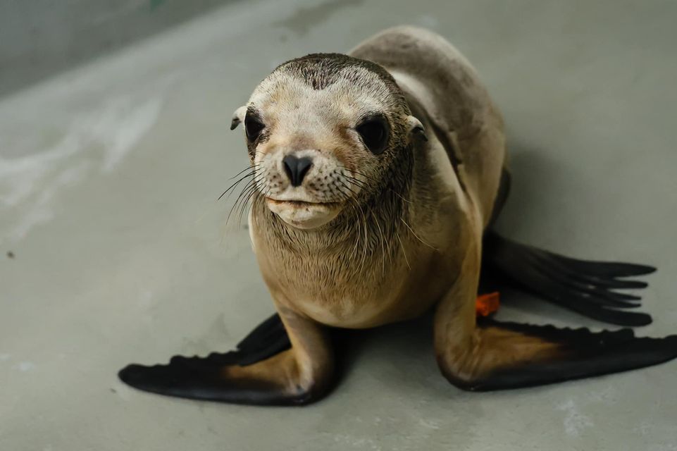 Castroville hosts new Marine Mammal Center for Monterey Bay