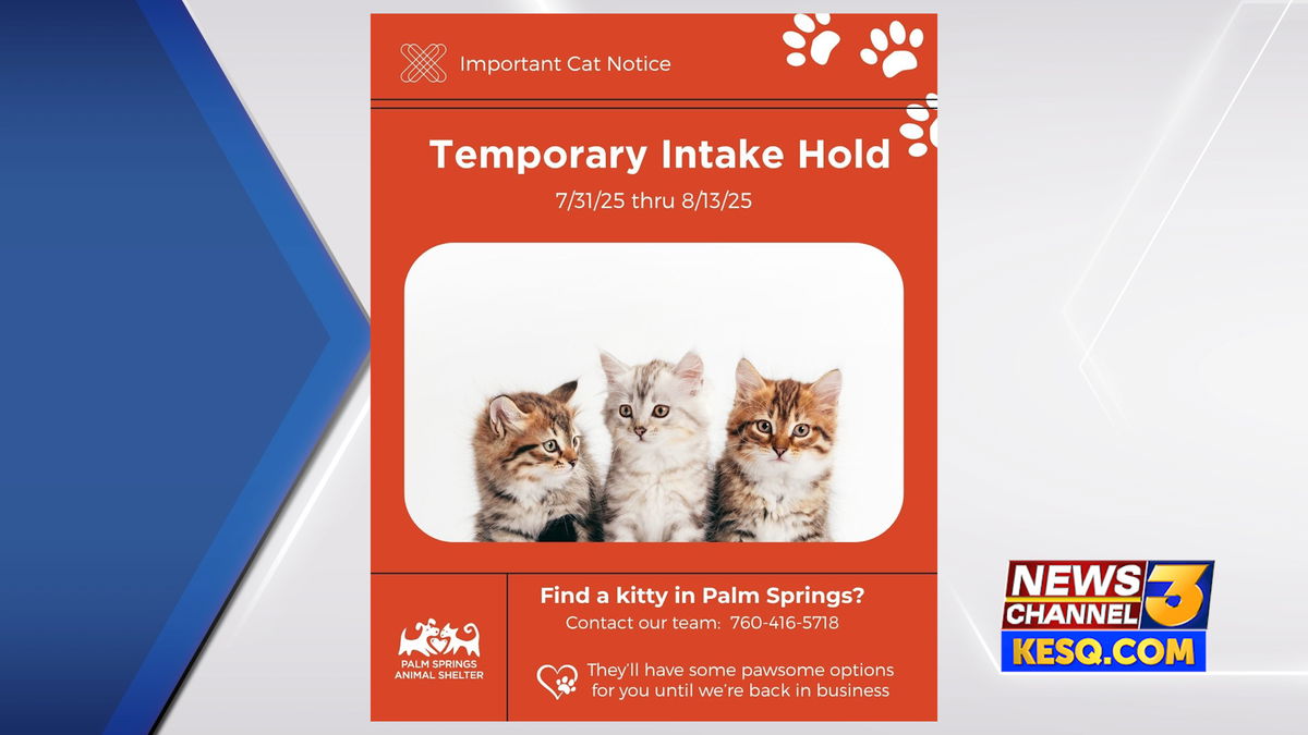 Palm Springs Animal Shelter Not Taking Cats Due to Contagious Virus