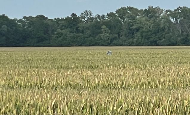 2 injured in Johnson County plane crash