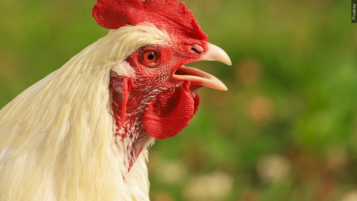 Corona man who ran cockfighting events sentenced to prison