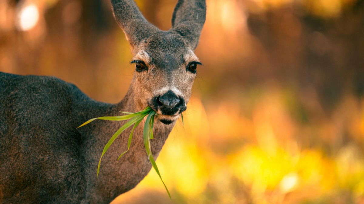 Colorado Parks and Wildlife to host open input meeting in Pueblo about deer management plans