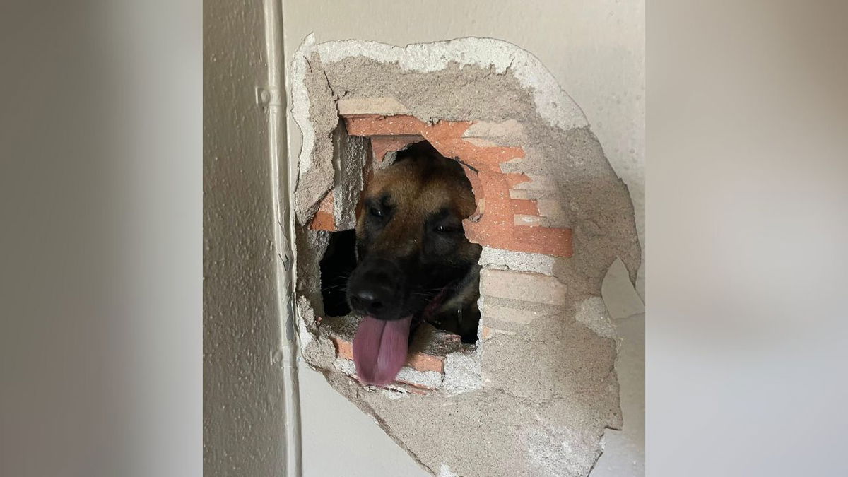 New firearms detection dog enters the Colorado Springs Police Department