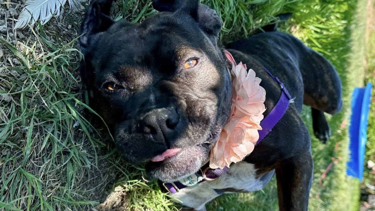 Community Asked to Foster or Adopt as Local Shelters Improve Facilities