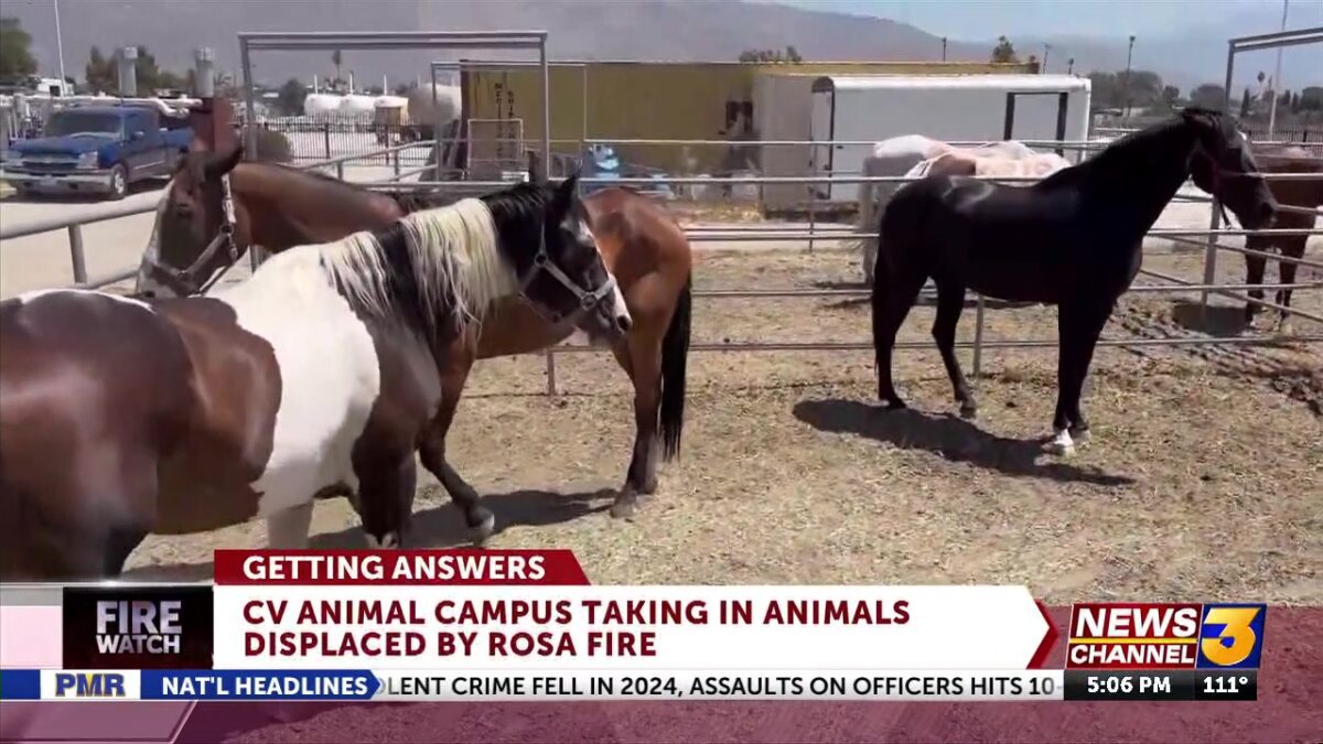 Local shelter helping animals evacuated from Rosa Fire despite overcapacity