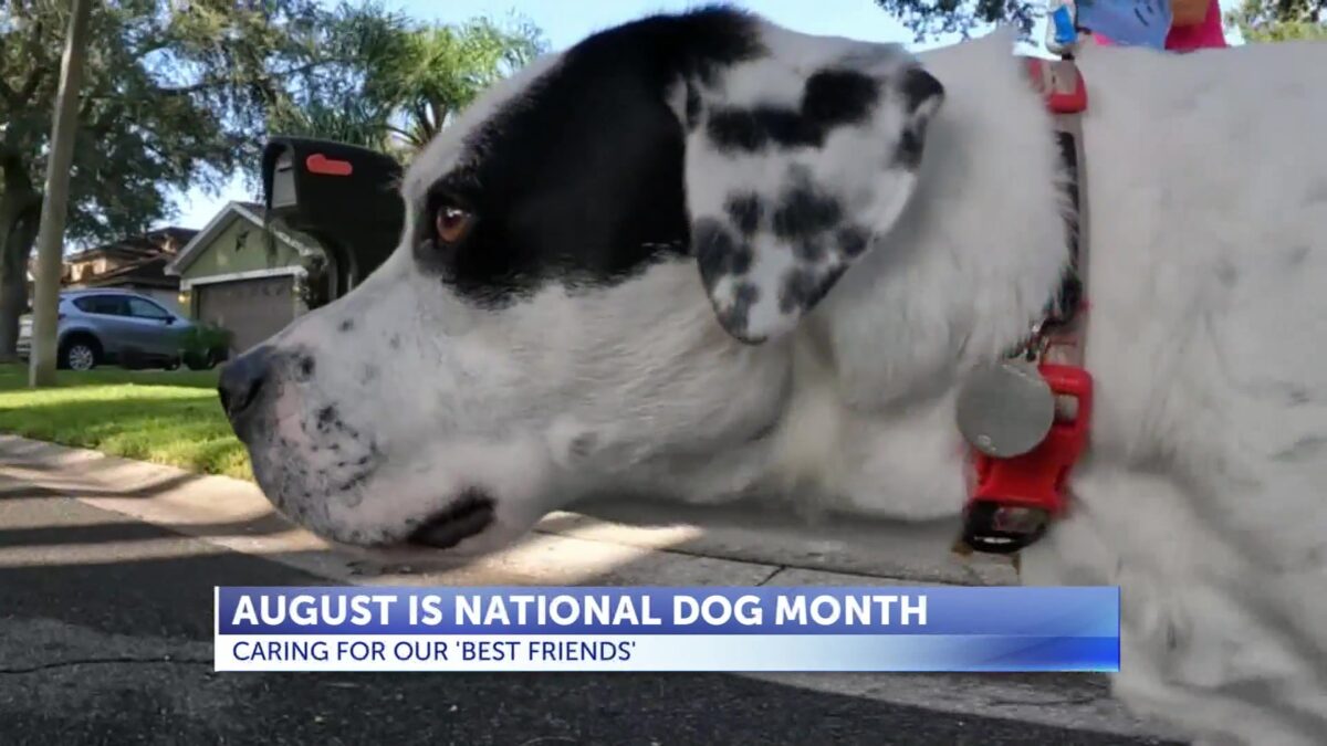 Recognizing ‘man’s best friend’ during National Dog Month
