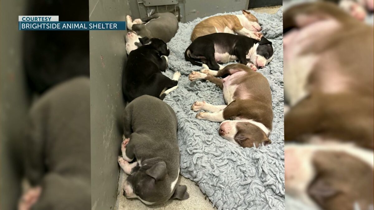 23 Pit Bull Mixes rescued in Redmond