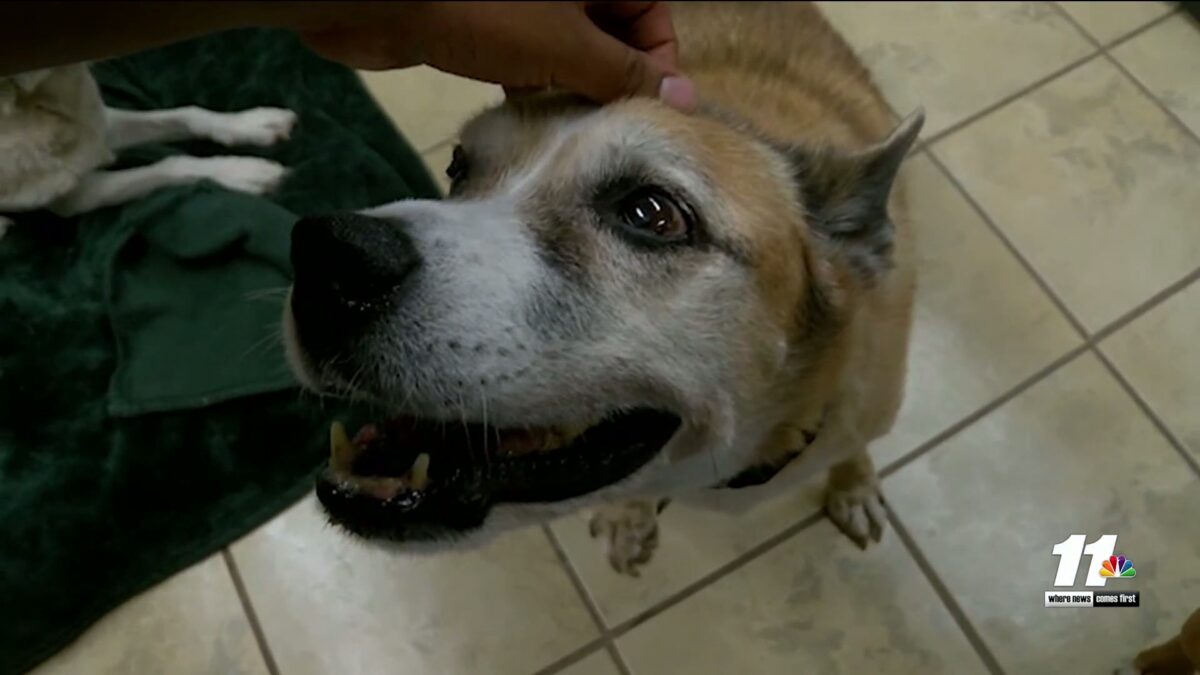 Imperial County Humane Society overwhelmed as animal intake rises