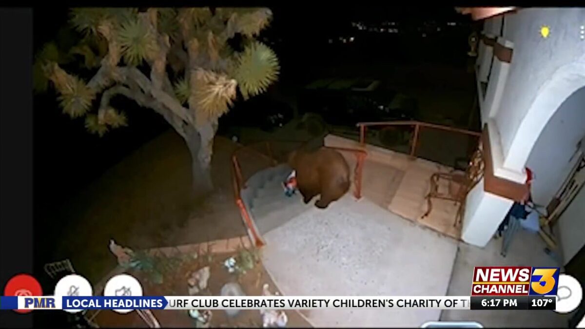 Bear spotted on the porch of Yucca Valley home