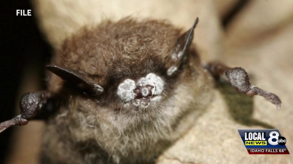 Rabid Bat confirmed in Oneida County