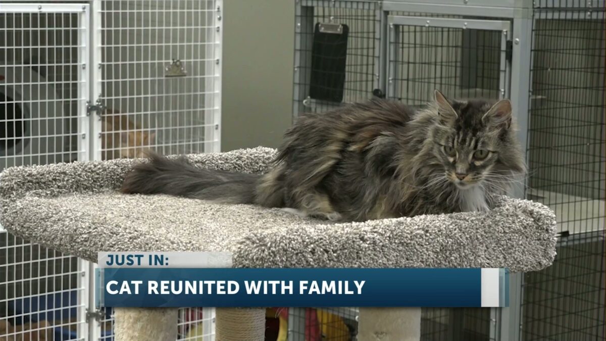 Family reunites with lost cat after seeing her on KTVZ