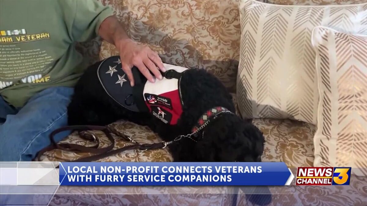 Custom Canines working to support veterans living with PTSD