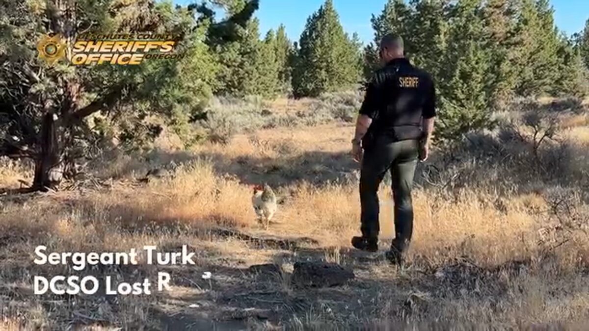 Runaway rooster rescued: Deschutes County sheriff’s sergeant goes beak-to-beak