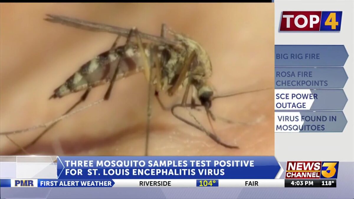 St. Louis Encephalitis virus found in three positive mosquito samples in Oasis