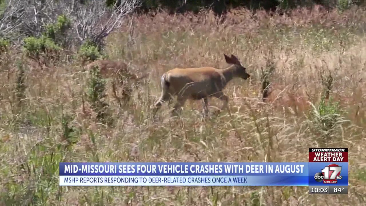 MSHP says recent summer deer vehicle crashes are not ‘out of the ordinary’