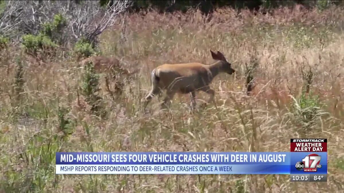 MSHP says recent summer deer vehicle crashes are not ‘out of the ordinary’