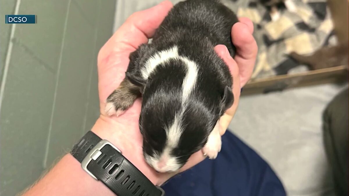 Tumalo man who had 33 Toy Australian Shepherds seized has a criminal history