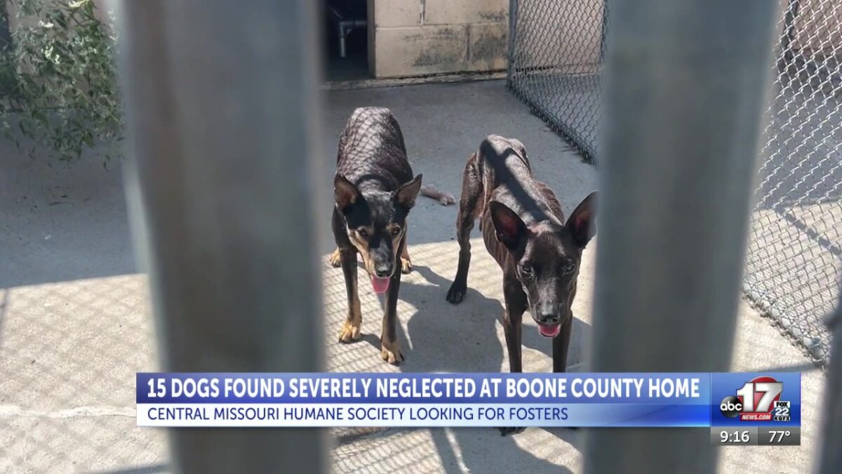 Central Missouri Humane Society seeks foster families for 15 neglected dogs rescued in Boone County