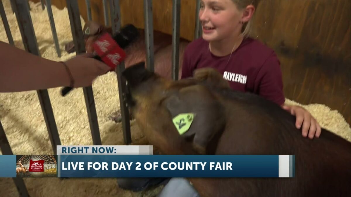 Isabella Warren visits the Swine Barn on Day 2 of the Deschutes County Fair