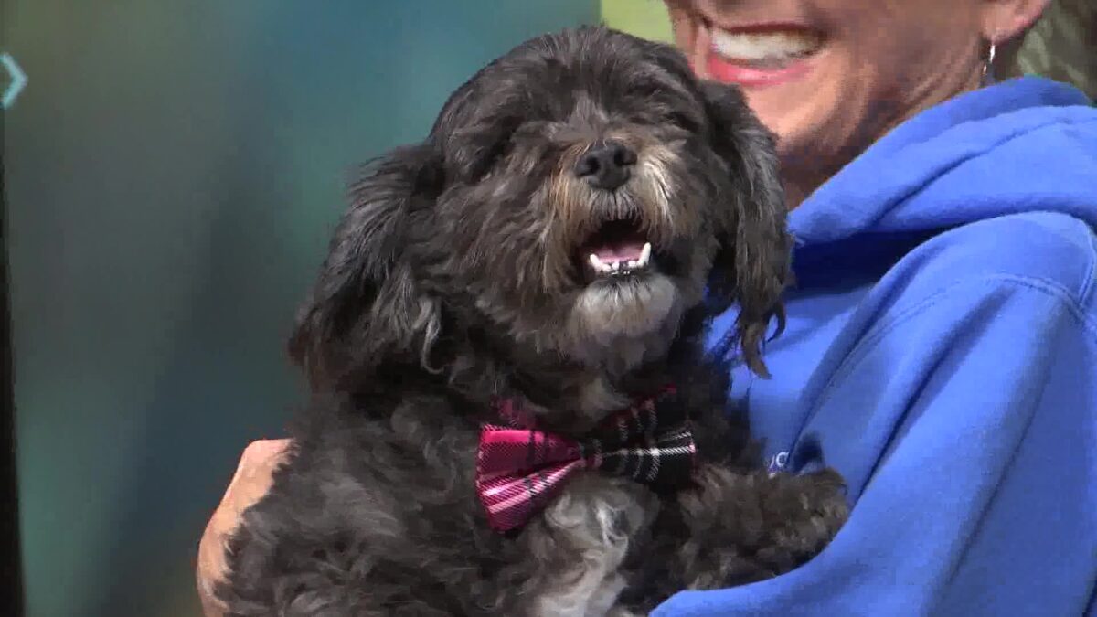 Meet Gus! Gus visited the Morning News in hope of finding his fur-ever home