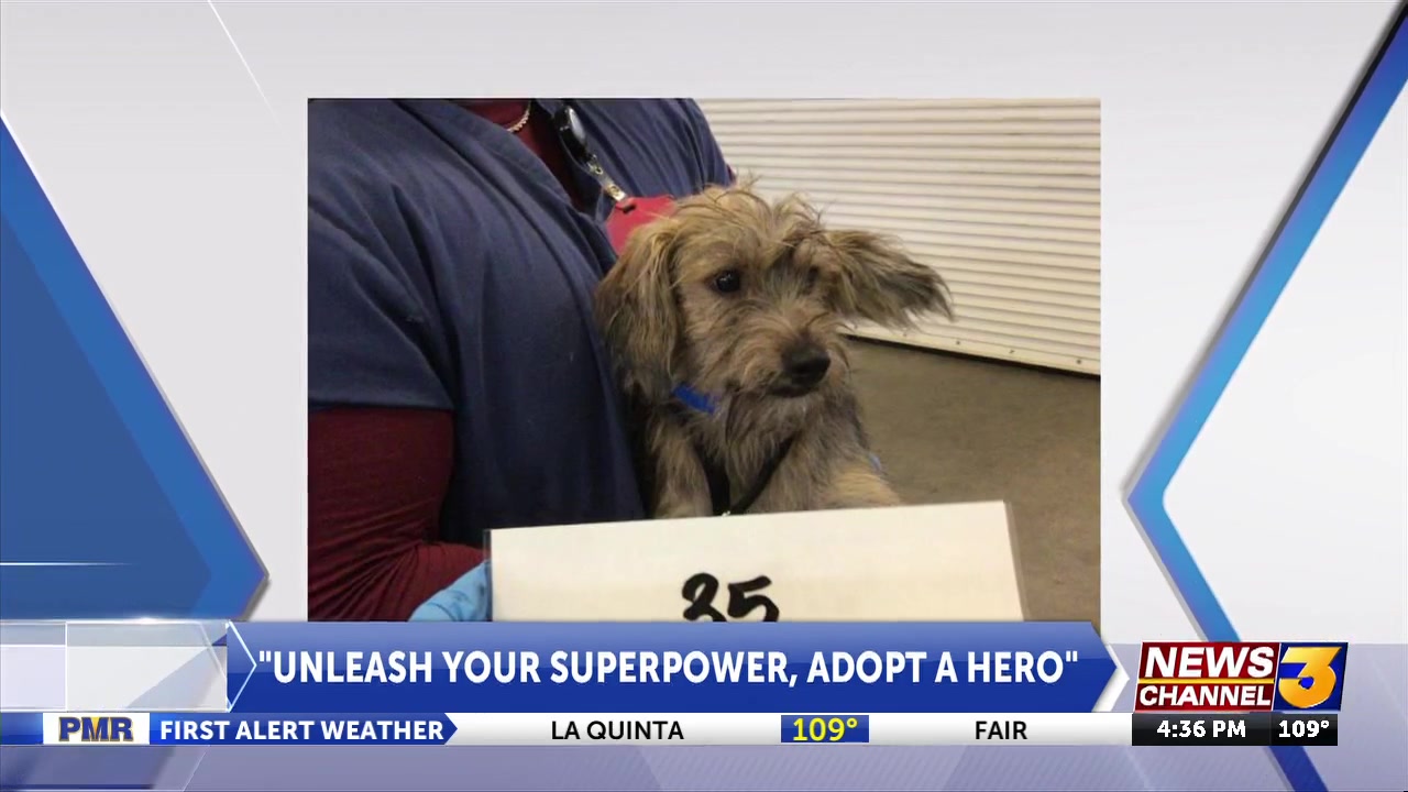 County Shelters celebrate pup turned movie-star with month long adoption event