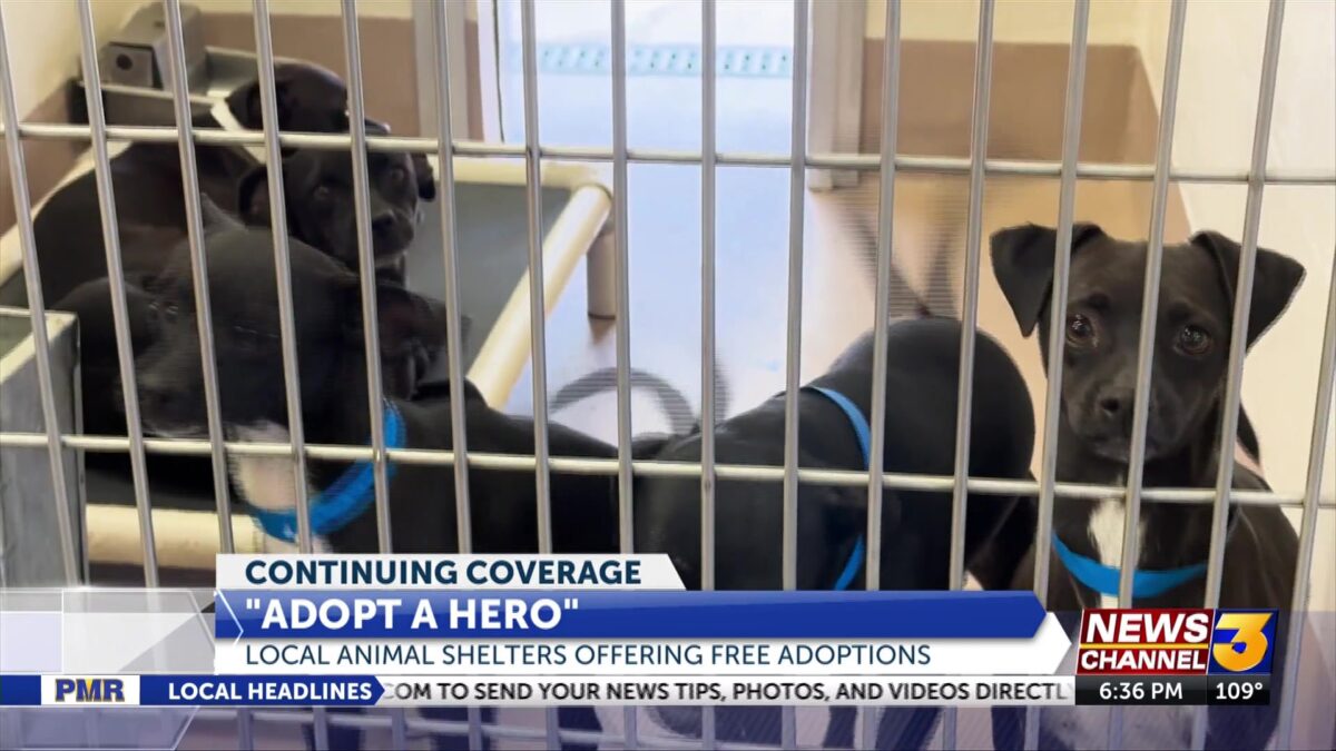 Riverside County Animal Shelter offering free adoptions in August in new superhero initiative