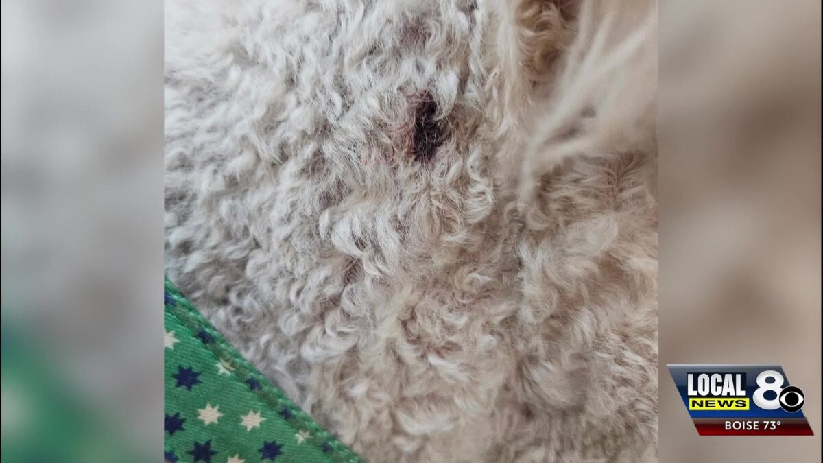 “He just charged right at us and started mauling our dog” Dog attack victim in Blackfoot speaks out