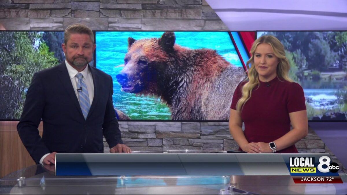 Wyoming Game and Fish relocates grizzly bear to south of Yellowstone
