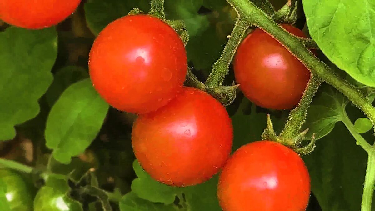 Foodbank of Santa Barbara County Launches New Program to Fill Gap in Fresh Food Access